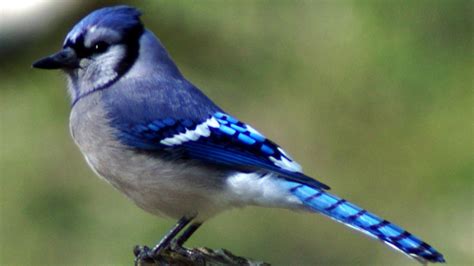 sound of a blue jay bird